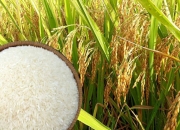 Gạo Việt đạt giải ngon nhất thế giới năm 2023